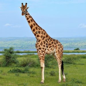 Žirafa_obr